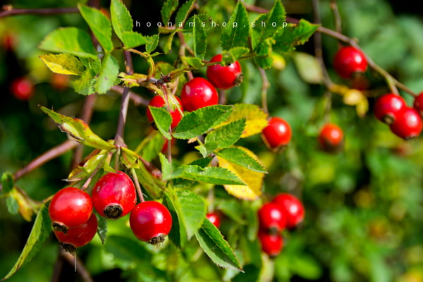 روغن-رزهیپ-چیست